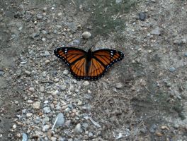 USA NewHampshire 2005 08 04 14